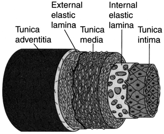 Tunica intima: luminal (innermost) layer consisting of a single thickness of endothelial cells. Internal elastic lamina; separates the tunica intima and the tunica media. Tunica media: thickest layer of the vessel wall, consisting of smooth muscle cells. External elastic lamina: separates the tunica media and the tunica externa. Tunica adventitia: outermost layer, connective tissue sheath.