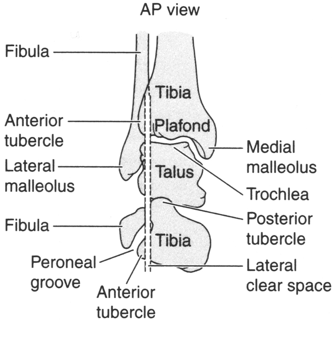 Joints of the ankle