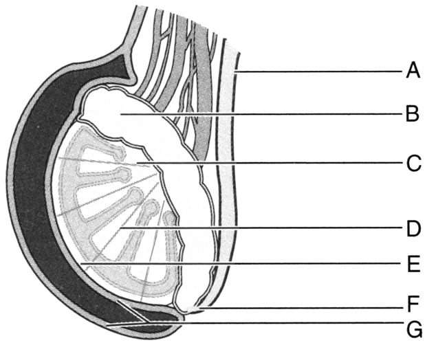 testis